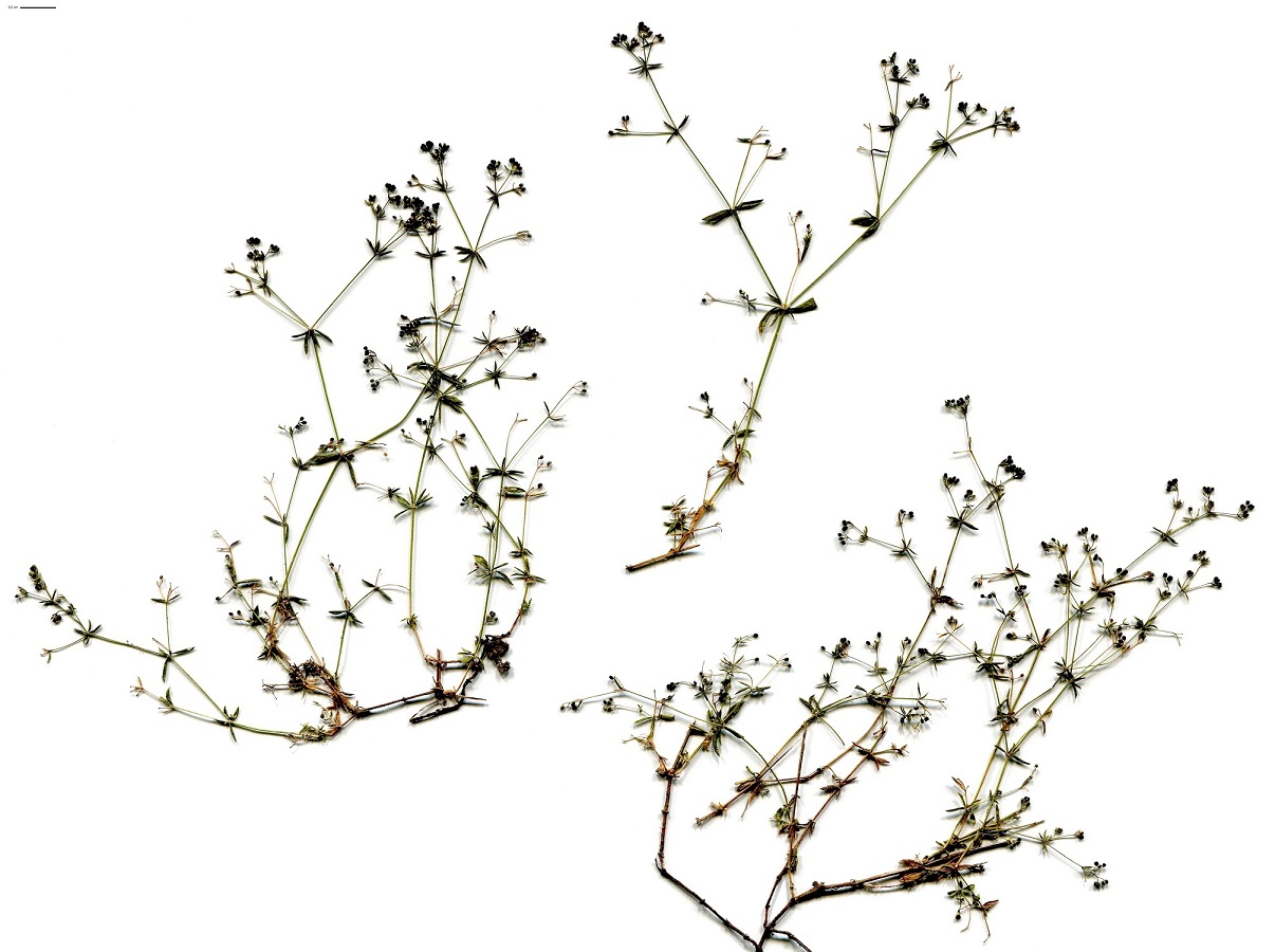 Galium parisiense (Rubiaceae)